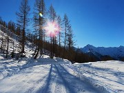 49 La stella del sole tra i larici